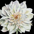 thumbnail image 3 of Pinto, Patricia 12x12 Black Modern Framed Museum Art Print Titled - Dahlia On Black, 3 of 5