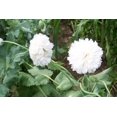 thumbnail image 2 of 250 WHITE Cloud PEONY POPPY Papaver Peoniflorum Flower Seeds, 2 of 3
