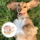 thumbnail image 3 of Vendaje autoadhesivo para mascotas, no tejido, con estampado de frutas, para gatos, para heridas en patas de perros, 3 of 7
