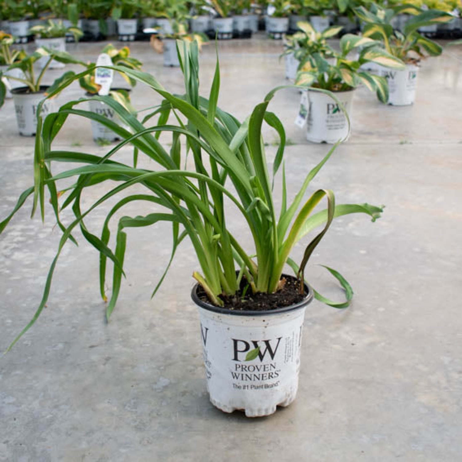 Proven Winners 6" Yellow Rainbow Rhythm 'Blazing Glory' Daylily Live Plant in 6.5" Pot