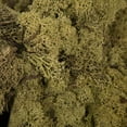 thumbnail image 2 of Vickerman Light Green Preserved Reindeer Moss, 2 Lbs per Box, 2 of 3