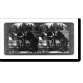 thumbnail image 2 of Historic Framed Print, [Large black bear at garbage pails on wagon, Yellowstone National Park]: Old Ephriam knows what he's after, 17-7/8" x 21-7/8", 2 of 9