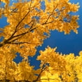 thumbnail image 3 of Brighter Blooms - Princeton American Elm Tree, 5-6 ft. - No Shipping to AK, AZ, HI, 3 of 4