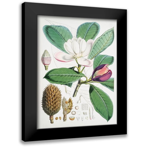 Fitch, Walter Hood 12x14 Black Modern Framed Museum Art Print Titled - Magnolia Hodgsonii-1855