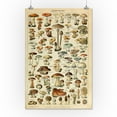 thumbnail image 3 of Mushrooms, C, Vintage Bookplate, Adolphe Millot Artwork (16x24 Giclee Gallery Art Print, Vivid Textured Wall Decor), 3 of 3