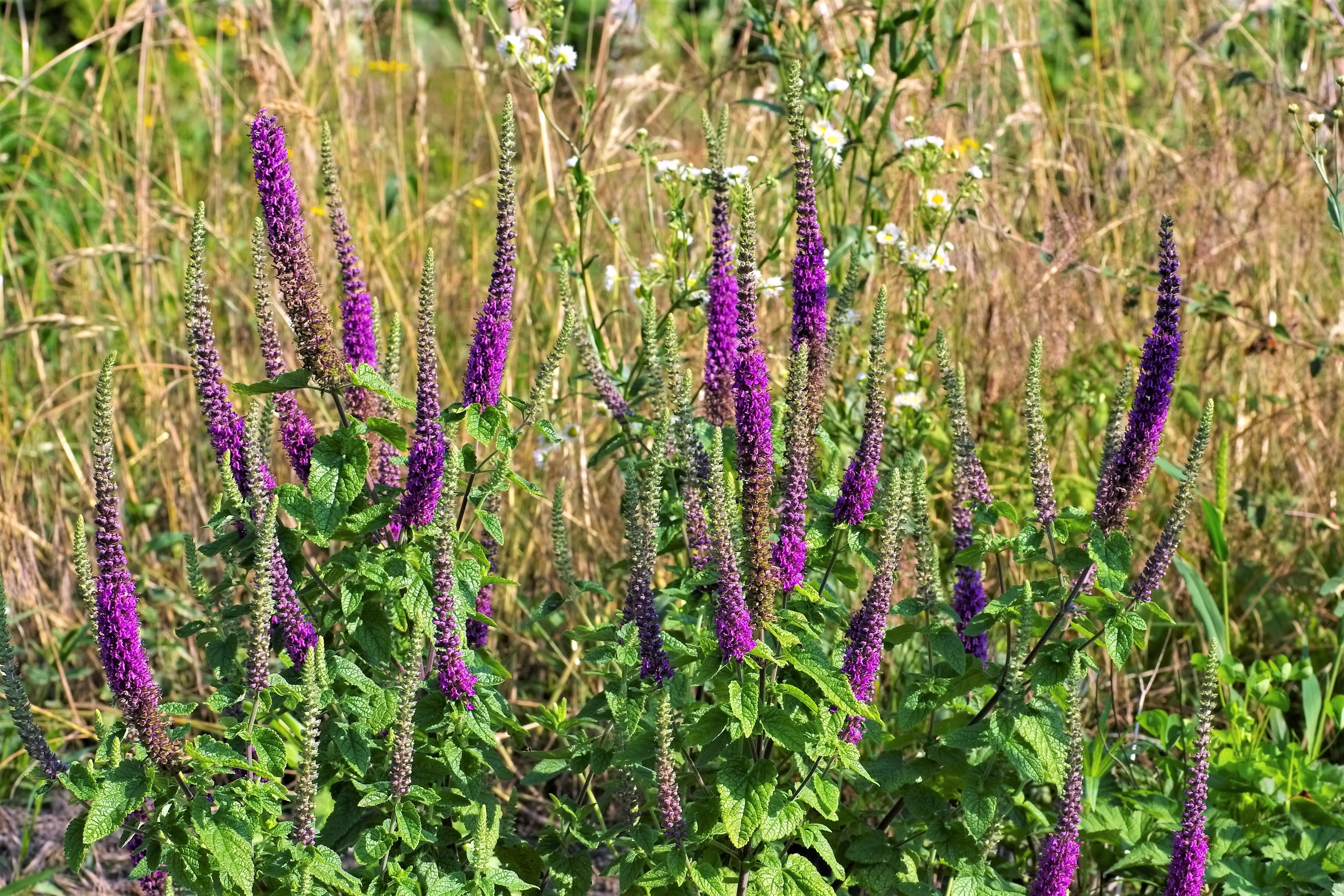 100 PURPLE TAILS WOOD SAGE Teucrium Hyrcanicum Caucasian Germander Herb Reddish Purple Flower Seeds - image 1 of 3