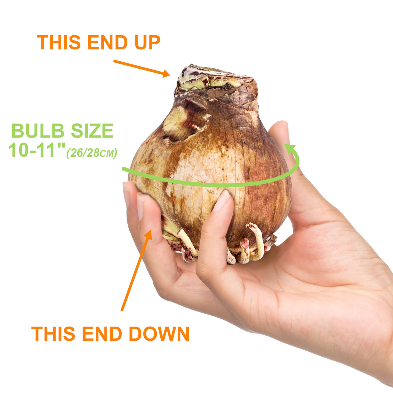Garden State Bulb Tinkerbell Amaryllis Flower Bulb, 26/28cm (Bag of 6)