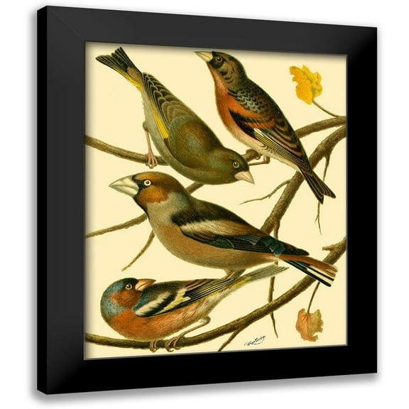 Rutledge, W. 12x14 Black Modern Framed Museum Art Print Titled - Domestic Bird Family II