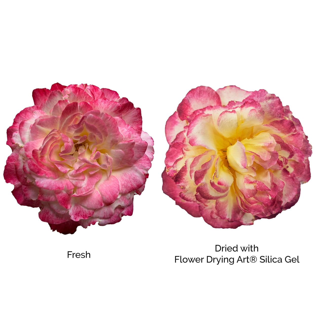 How To Dry A Bouquet Of Flowers With Silica Gel Best Flower Site