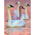 thumbnail image 2 of Fitzharris, Tim 15x18 Gold Ornate Wood Framed with Double Matting Museum Art Print Titled - Trumpeter Swans at Twilight-Arkansas II, 2 of 4