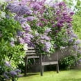 thumbnail image 2 of Spring Hill Nurseries 2.50 qt Old Fashioned Purple Lilac Live Shrub, 2 of 3