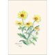 thumbnail image 3 of Juego de tarjetas de notas Earth Sky + Water, 8 unidades, 9 × 13 cm, 3 of 5