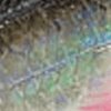 Northland Tackle Mimic Minnow Shad, Jig and Tail, Freshwater, Silver Shiner