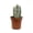 1 Plant, variant on White Wool Cactus - 1 Live Starter Plant - Espostoopsis Dybowskii - Columnar Low Maintenance Indoor Outdoor Succulent