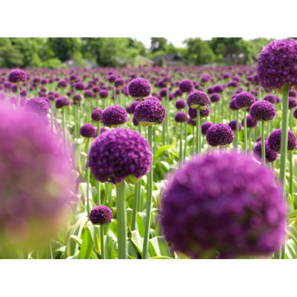 Dark Purple Allium Bulbs Blooming Onion Flowering Perennial Garden