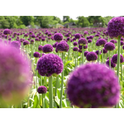 Dark Purple Allium Bulbs - Blooming Onion Flowering Perennial Garden Flower