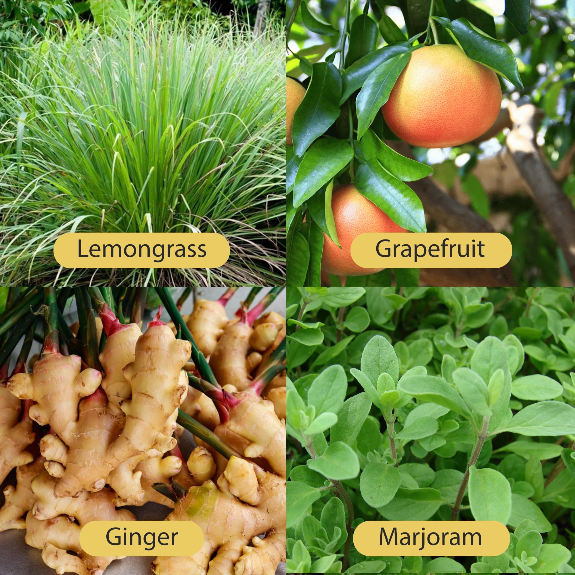 Solar Plexus Chakra Essential Oil Blend (Manipura) – Aromatherapy Diffuser Oil 4 fl.oz by Relaxcation