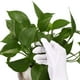 thumbnail image 4 of Guantes de algodón industrial guantes de algodón agrícola guantes de trabajo doméstico 12 pares de guantes de algodón guantes protectores para uso doméstico agrícola ANGGREK Otros, 4 of 8
