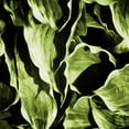 thumbnail image 3 of Villa, Mlli 15x15 Black Modern Framed Museum Art Print Titled - Green Hue Leaves, 3 of 5