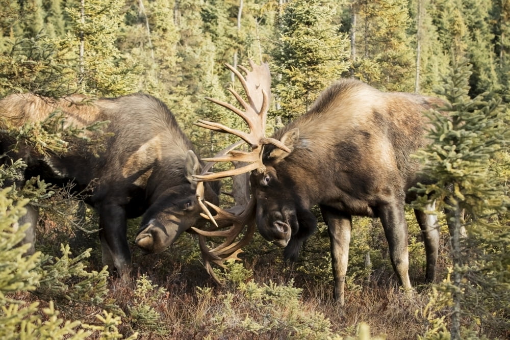 Bull moose (alces alces) fighting with antlers in autumn; Anchorage