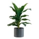 thumbnail image 1 of Planta Artificial Casa y Concepto CC153 Decorativa Con Maceta, 1 of 2