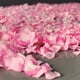 thumbnail image 2 of Pétalos de rosa artificiales de seda, hojas de pétalos de flores para bodas, envoltura de regalos, decoraciones de San Valentín, blanco, 500 unidades, 2 of 4