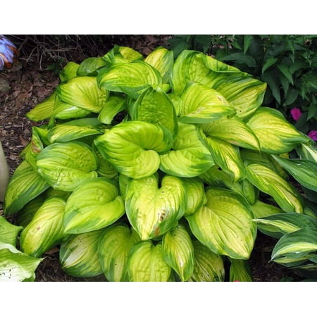 Stained Glass Hosta - HOSTA of the YEAR 2006! - Live Plant - Gallon (Best Time To Plant Hostas)