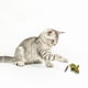 thumbnail image 4 of Juguetes Para Gatos Ratones Juguetes Para Gatos Ratones «Ratones De Tamaño Real Con Sonido De Sonajero Juguete Para Gatos De Interior Ratones De Juguete Rellenos Para Gatos De Interior Juego Interac, 4 of 4