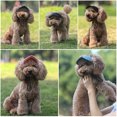 thumbnail image 5 of Pet Dog Cap Small Puppy Pets Solid Oxford Cap Dog Baseball Visor Hat Outdoor Accessories Sun Bonnet Cap For Teddy Chihuahua #432711, 5 of 7