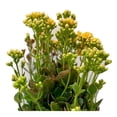 thumbnail image 2 of Planta calanchoe, 2 of 4