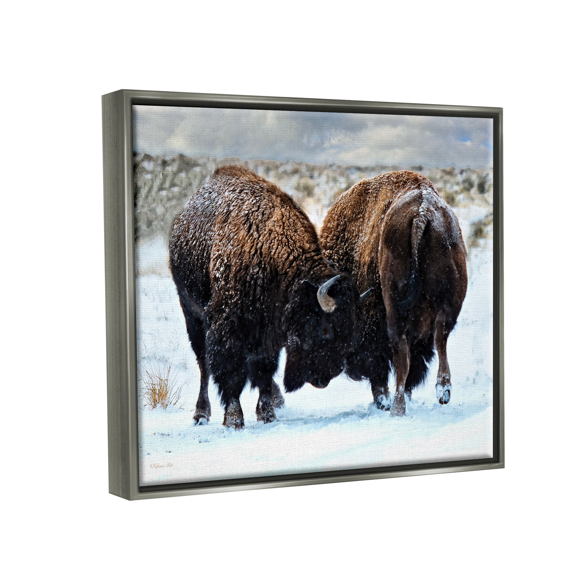 Stupell Industries Fighting Bison Snow Scene Animals & Insects Photography Gray Floater Framed Art Print Wall Art, 31 x 25