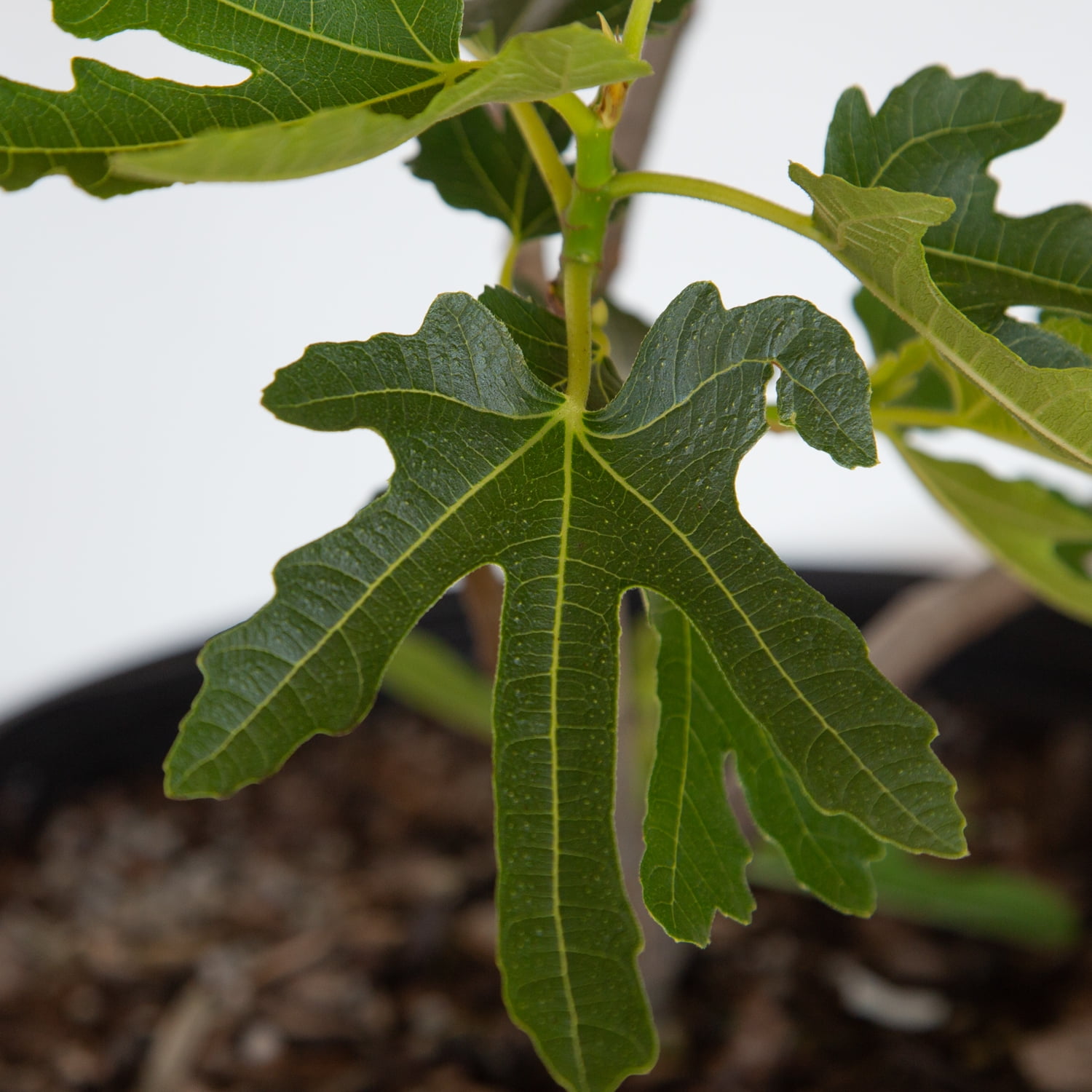 Expert Gardener Celeste Fig Live Tree, 2.5 Gallon