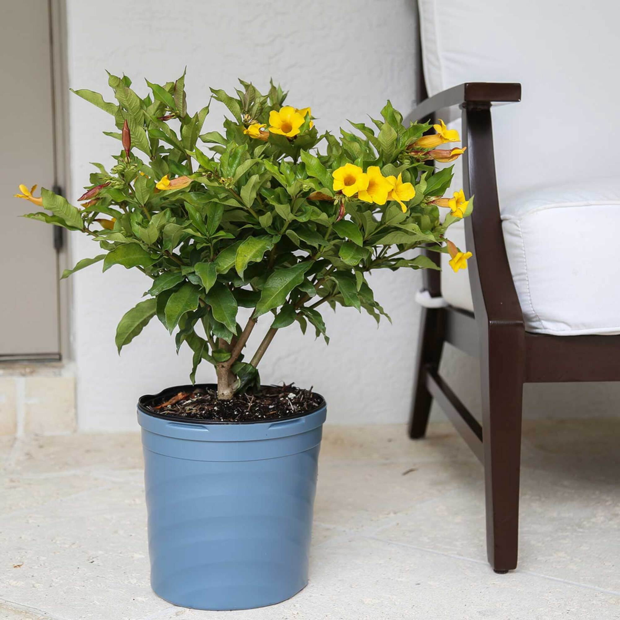 Island Blooms 26" Allamanda Live Outdoor Plant in 8.75" Grower Pot