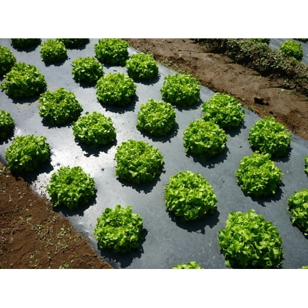 - Black Plastic Mulch 4ft. X 100ft. 1.0 Mil Embossed