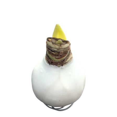 Waxed Amaryllis Bulb - White, Blooms Red - Easy Care - No Watering Needed! Beautiful Holiday Decor