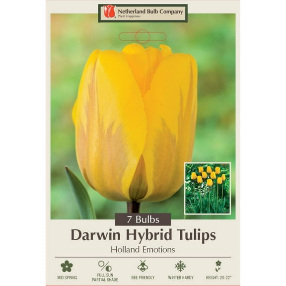 Holland Emotions Darwin Hybrid Tulip - 12/  cm Bulbs - 7 Bulbs