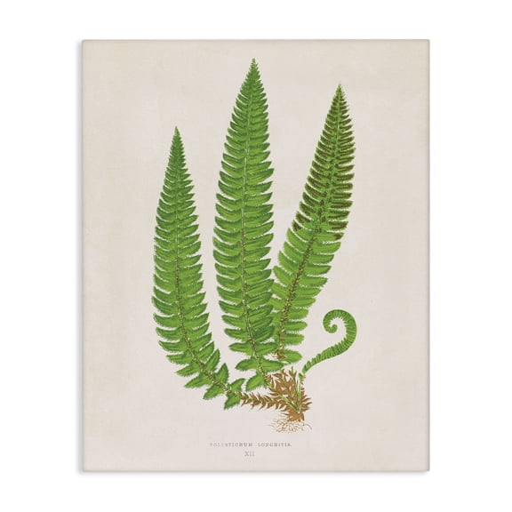 Stupell Industries Cottage Natural Fern Branch Trio Canvas Art, 16 x 20, by Phillipa Katz