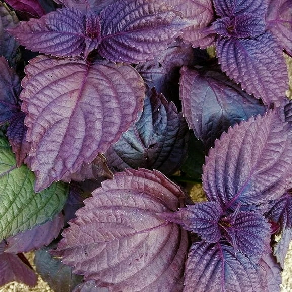 TomorrowSeeds - Purple Perilla (Shiso) Seeds - 500  Count - For 2026 Planting Aka Jiso Beefsteak