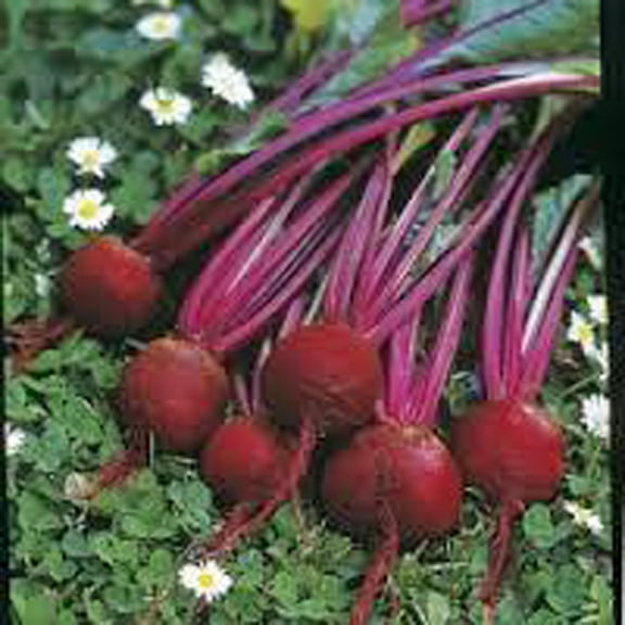 Early Wonder Beet Seeds - 500 Count Seed Pack -Abundant Greens & flavorful Beets - Country Creek LLC