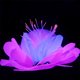 thumbnail image 4 of Coral de loto, gel de sílice suave que se mueve naturalmente con el flujo de agua, decoraciones de acuario que brillan en la oscuridad, adornos de coral brillantes para decoraciones de, 4 of 8