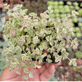 thumbnail image 2 of Sedum 'Little Missy' Succulent Plant 2 Inch for Indoor Outdoor Home Office Garden Decor, 2 of 6
