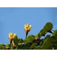 thumbnail image 4 of Tropical Seeds-Balsa Wood Tree- 20 seeds- Bonsai -Ornamental Tropical -Container Plant Seed- See Listing Below -Ochroma lagopus, 4 of 5