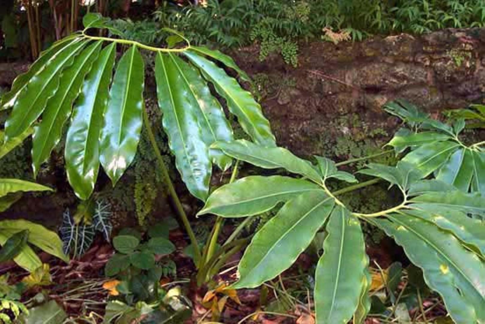 RedCrocus Finger Leaf Philodendron- Large Lobed Tropical Indoor Plant, Pet Toxic, High Humidity, Easy Care, Ideal for Gardens & Decor 14" Pot