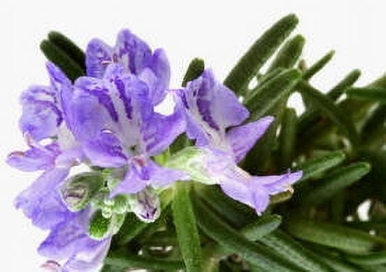 Rosemary Essential Oil - 100% Pure and Natural by Silky Scents