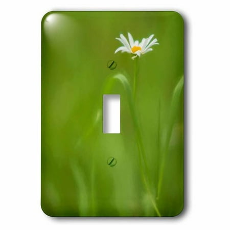 European Plate - 3dRose Europe Irelanddaisy and Leaves Socket Plate