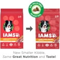 IAMS Minichunks Adult Dry Dog Food Lamb & Rice Recipe Dog Kibble, 15 lb