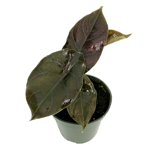 Azlani African Mask Plant - - Houseplant - 4" Pot - Walmart.com