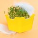 thumbnail image 1 of Moluckfu 3Ud Bandejas De Germinación Para Plantas Con Gran Capacidad Y Material Plástico Resistente, 1 of 8