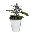 thumbnail image 2 of Purple Sage Herb - Grow Indoors/Out - Live Plant - 3" Pot, 2 of 4