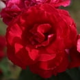 thumbnail image 4 of Heirloom Roses Live Plant - Polonaise Hardy Rose Bush - Red Roses Real Flowers, 4 of 8